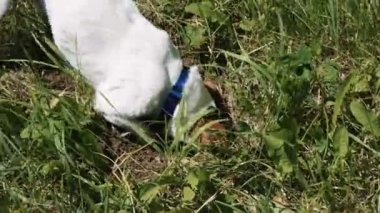 Köpek yüzünü çim bir delik zemine kazıyor.