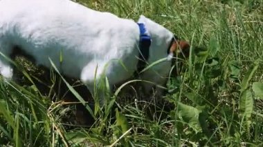 Köpek yüzünü çim bir delik zemine kazıyor.
