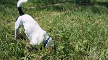 Köpek yüzünü çim bir delik zemine kazıyor.