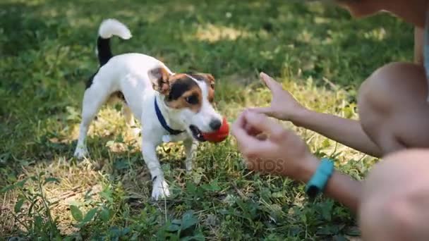 Hunden spelar på gräset med hans ägare med bollen. — Stockvideo