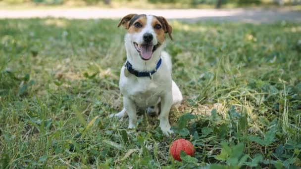 Σκυλί στο γρασίδι φλοιοί και ζητεί να παίζουν με την μπάλα. — Αρχείο Βίντεο