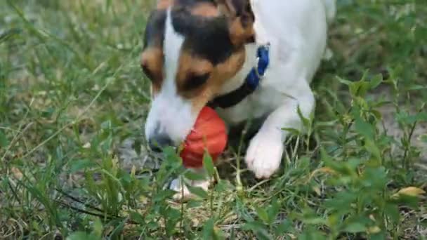 Hunden spelar på gräset med bollen. — Stockvideo