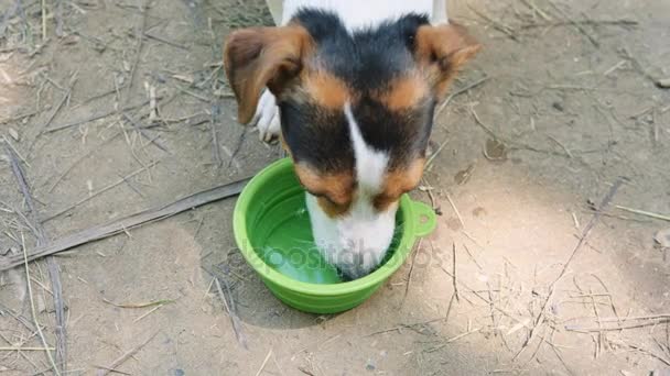 Bevande di cane dalla ciotola d'acqua . — Video Stock