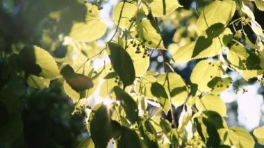 Güneş ışınları ağacının yaprakları kırma
