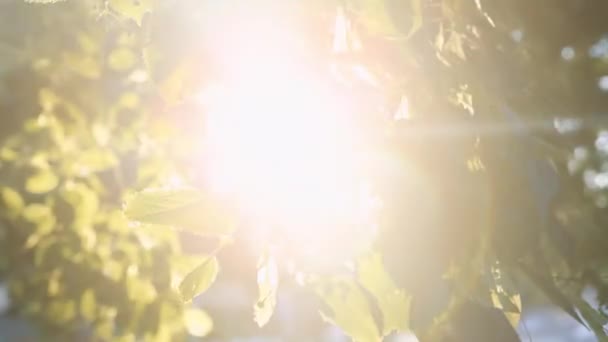 Солнечные лучи пробивают листья дерева — стоковое видео