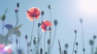 Rüzgarda sallanan mavi gökyüzü karşı haşhaş çiçekleri.