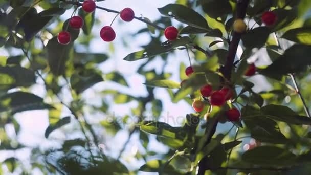 Sonnenstrahlen brechen durch die Blätter eines Kirschblütenbaums — Stockvideo