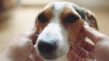Erkek okşayarak ve köpek kulak tırmalamak.