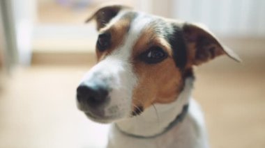 Köpek kamerada baktılar görünüyor.