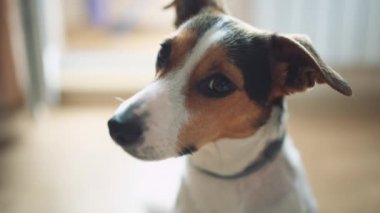 Köpek kamerada baktılar görünüyor.