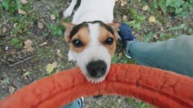 Köpek efendisinin yüzüklü çalış.