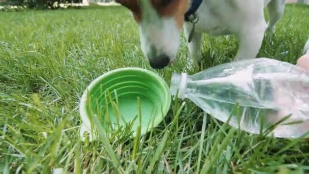 Собака пьет из миски с водой . — стоковое видео