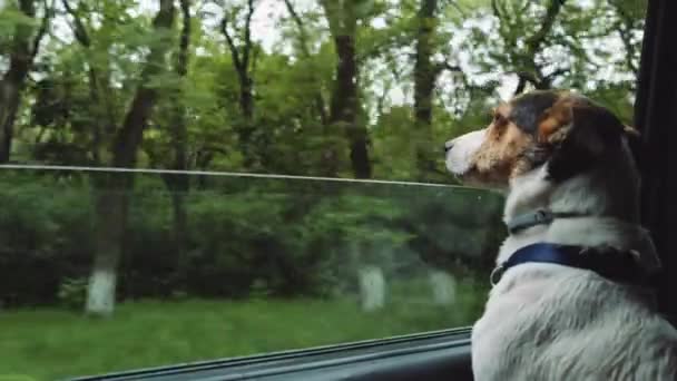 Hund schaut aus dem geöffneten Autofenster herein. — Stockvideo