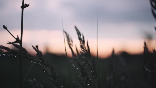 Avond veld na de regen — Stockvideo