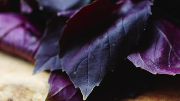 Juicy red Basil leaves. — Stock Video