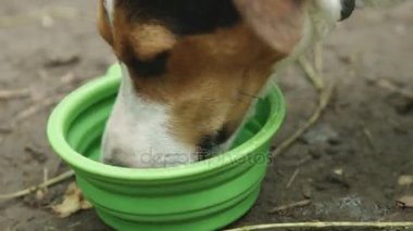 Köpek su kaseden içen.