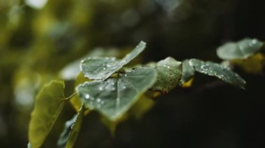 Su yaprakların üzerine düşer..