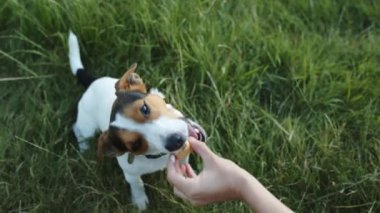 Köpek onun metresi elinden dondurma yiyor.