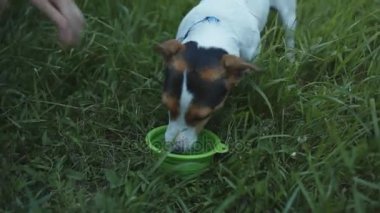 Köpek su kaseden içen.