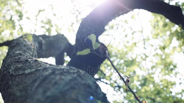 Caméra se déplace autour de l'arbre . — Video