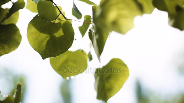 Gocce d'acqua sulle foglie. — Video Stock
