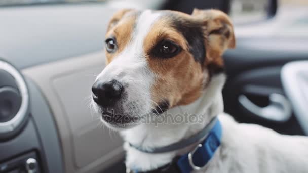 Pes sedí v autě a dotčené pohledy do dálky — Stock video