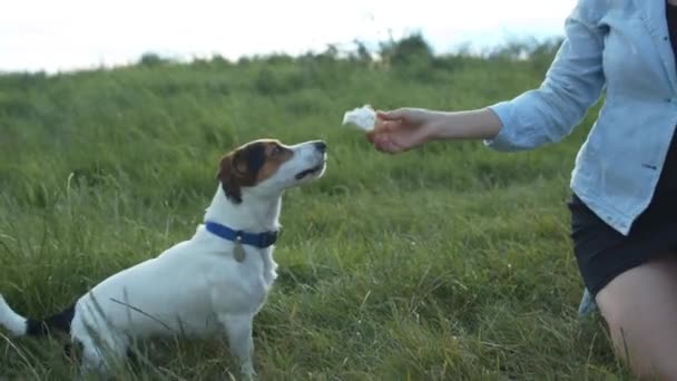 Собака ест мороженое из рук своей любовницы . — стоковое видео