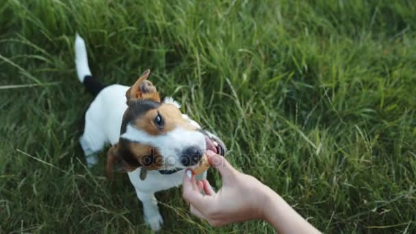 犬は、彼の愛人の手からアイスクリームを食べる. — ストック動画