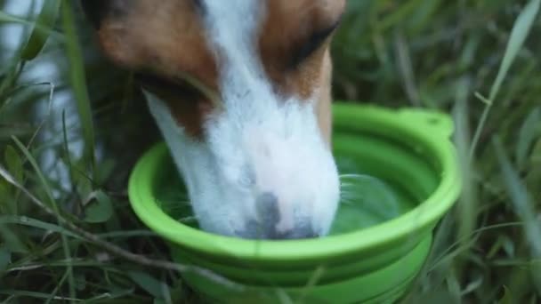 Hund trinkt aus der Wasserschale. — Stockvideo