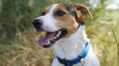 Dilini dışarı asılı ile çimlerde oturan köpek.
