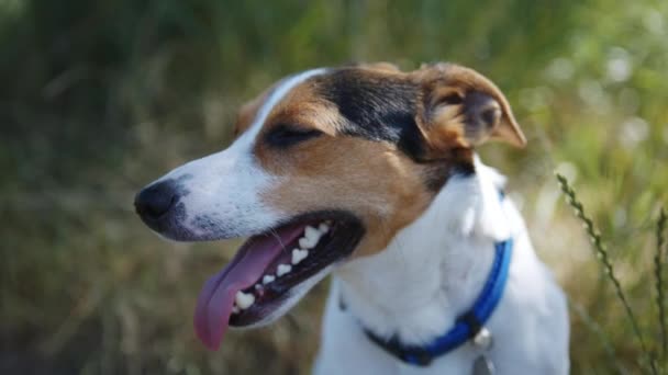 Hond zittend op het gras met zijn tong opknoping uit. — Stockvideo