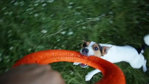 Majitel promění psa v kruhu. — Stock video