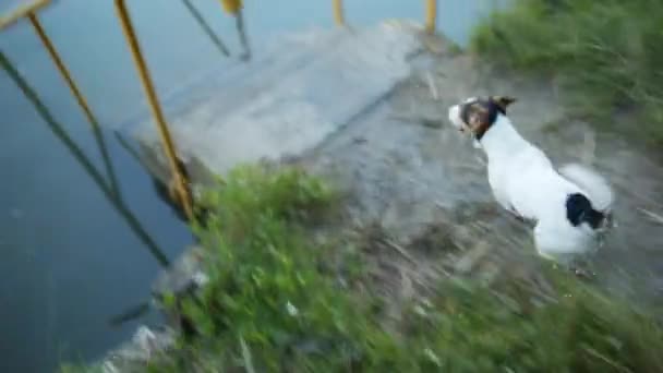 Σκυλί πηδά στο νερό μετά από το παιχνίδι και πλωτήρες. — Αρχείο Βίντεο