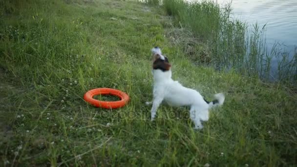 Dog out of water and shakes . — стоковое видео