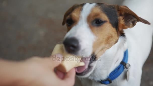Собака ест, кусает и облизывает мороженое из рук хозяина — стоковое видео