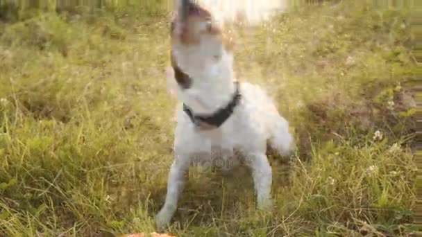 Nasser Hund schüttelt Wassertropfen ab. — Stockvideo