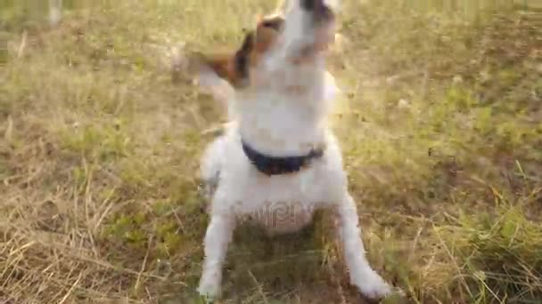 Cão molhado sacode gotas de água . — Vídeo de Stock