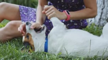 kadın ile köpek çim üzerinde oynama