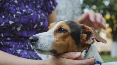 kadın ile köpek çim üzerinde oynama