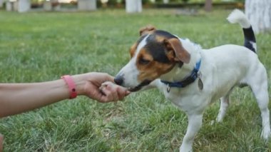 kadın ile köpek çim üzerinde oynama