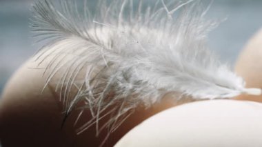 Tavuk yumurta taze, ev yapımı ve kalem