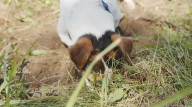 Köpek bir delik kazma.