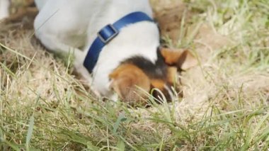 Köpek bir delik kazma.