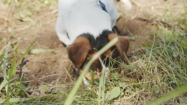 Pies jest kopanie dziury. — Wideo stockowe