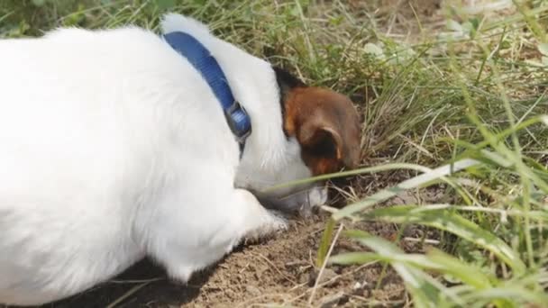 Hond is het graven van een gat. — Stockvideo