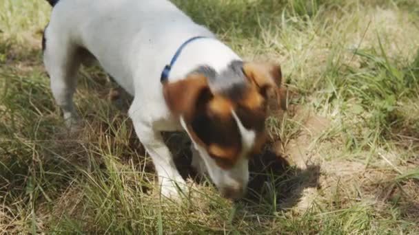 Το σκυλί είναι το σκάψιμο μιας τρύπας. — Αρχείο Βίντεο