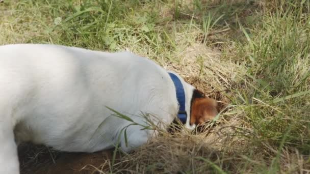 Hund gräbt ein Loch. — Stockvideo