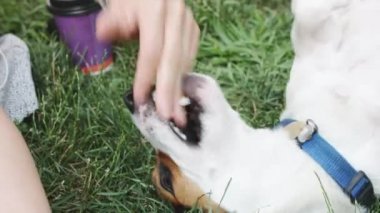 kadın ile köpek çim üzerinde oynama