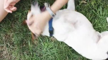 kadın ile köpek çim üzerinde oynama