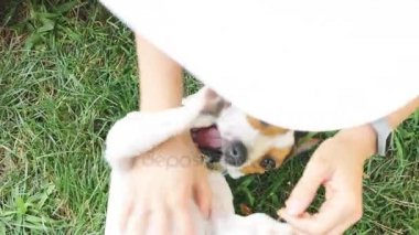 kadın ile köpek çim üzerinde oynama